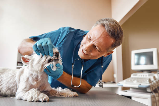 Best Emergency Treatment for Dental Infections or Abscesses in Jonesboro, IL